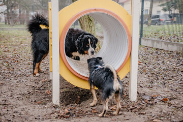 Młody piesek bawi się w psim parku zabaw © rozentuzjazmowany