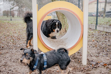 Młody piesek bawi się w psim parku zabaw