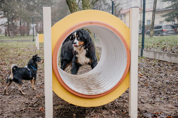 Młody piesek bawi się w psim parku zabaw © rozentuzjazmowany