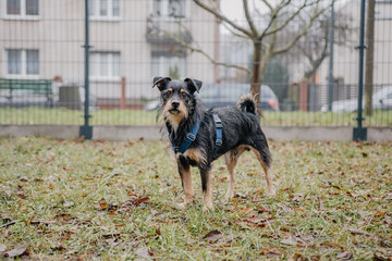 Młody piesek bawi się w psim parku zabaw © rozentuzjazmowany