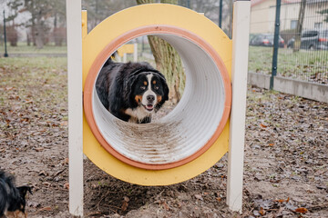 Młody piesek bawi się w psim parku zabaw © rozentuzjazmowany