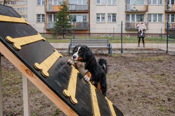 Młody piesek bawi się w psim parku zabaw © rozentuzjazmowany