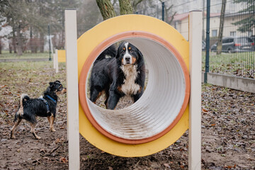 Młody piesek bawi się w psim parku zabaw © rozentuzjazmowany
