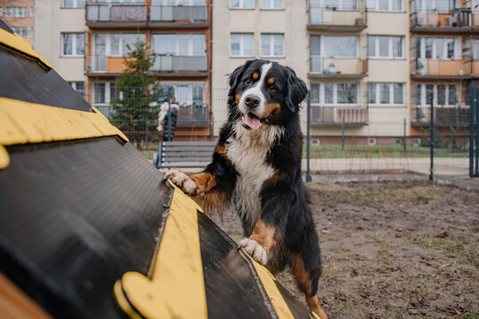 Młody piesek bawi się w psim parku zabaw