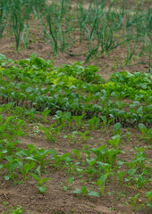 Vegetable garden growing lettuce and onions. Selective focus.