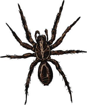 Hand-drawn brown recluse spider with clear isolated background 