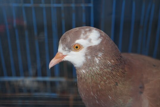 Brown Pigeon Close Up Profile Inside Bird Cage