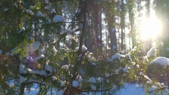 Real video. Frozen iced branches of tree against sun during sunny winter day. Macro close up view of branch covered by snow in a snowy forest. Plants in the wood at frosty weather. Nature landscape 4K