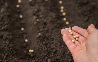 Sow the seeds in the garden into the soil. Selective focus.