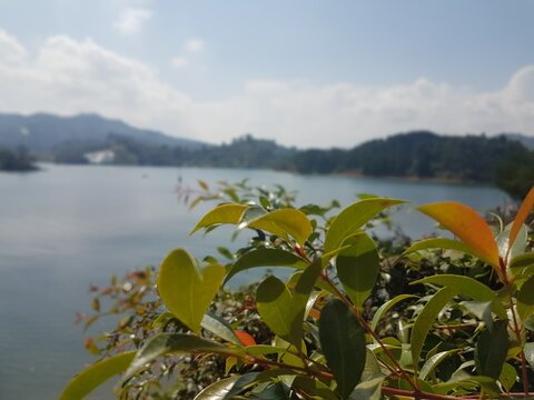 Green leaves in foreground with lake and mountains in background
