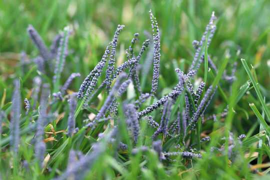 Slime mold, Physarum cinereum growing on the lawn. Parasitic fungi infesting lawns.