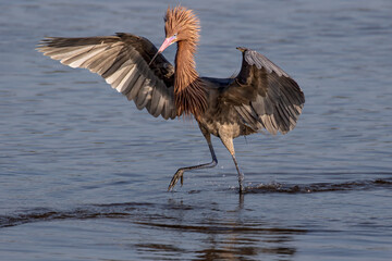"Dancing Reddish Egret"