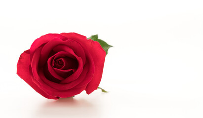 Single Red Rose Overlay with Blooming Petals, Green Stem, and Leaves on White Background for Romantic and Elegant Design
