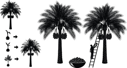 Silhouette set showing date palm tree lifecycle from seed to harvest with man on ladder picking fruits and bowl of dates vector illustration © Monjurul