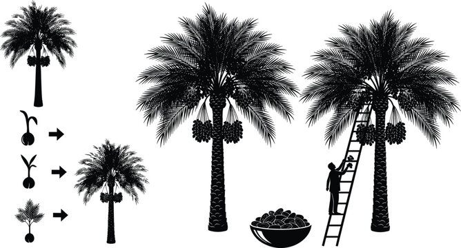 Silhouette set showing date palm tree lifecycle from seed to harvest with man on ladder picking fruits and bowl of dates vector illustration
