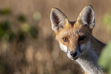 red fox vulpes