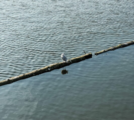 A dove on a log in a pond