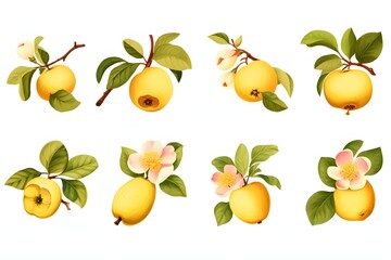 Obraz premium Collection of ripe yellow quince fruits with blossoms and leaves on branches