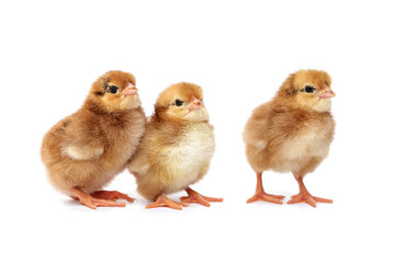 Fototapeta premium Hybrid laying hens chicken. Trio of Brown yellow adorable fluffy newborn brown chick standing isolated on white background.
