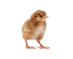 Fototapeta premium Hybrid laying hens chicken. Brown Yellow adorable fluffy newborn brown chick standing isolated on white background.