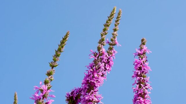 Purple loosestrife (Lythrum salicaria) displaying slender vertical flower spikes with vivid magenta blooms in the Comino Valley amid the Italian Apennine Mountains of Lazio.