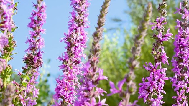 Purple loosestrife (Lythrum salicaria) with tall flowering spikes and vivid magenta blossoms growing in the Comino Valley amid the Italian Apennine Mountains of the Lazio region.