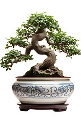 Small bonsai tree with twisted trunk in ornate clay pot, deep green foliage, subtle morning light, Isolated to Transparent Background