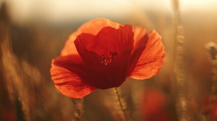Fototapeta premium In the field illuminated by the sunset, a close-up of a red poppy shines brightly under the warm golden backlight. Inspiring travel planning designed specifically for home decor and floral brands.