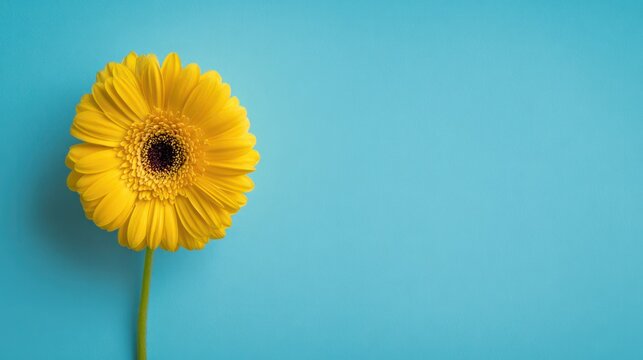 Fresh blooming yellow gerbera isolated on a simple blue background with minimalist aesthetic. gardening guides, home decor catalogs, designed for floral showcases and botanical displays.