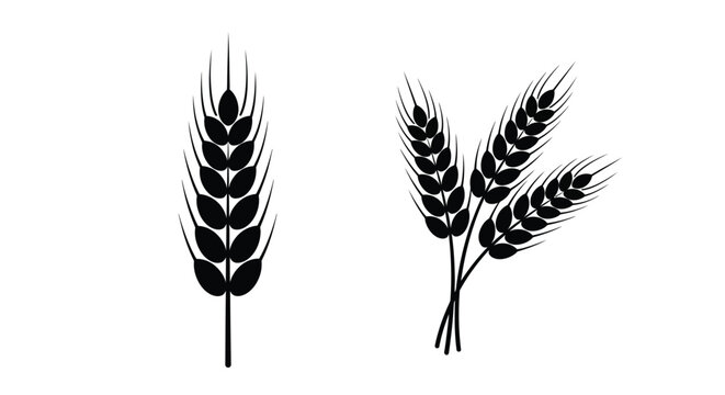 Black wheat stalks and sprigs a simple botanical illustration silhouette