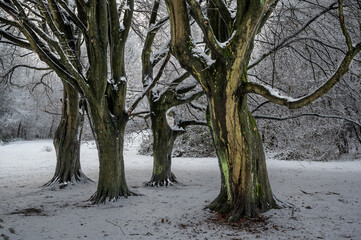 Baumgruppe im Schnee an der Wandse in Hamburg