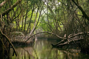 Obraz premium Mangrove river Sri Lanka