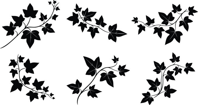Set of black silhouette vector icons of trailing ivy plant branches for floral border design and botanical nature logo art.