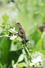 Young Iguana Perched on Flowering Plant Branch in Natural Garden