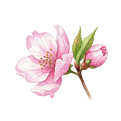 watercolor cherry blossom or Sakura flower, cut out