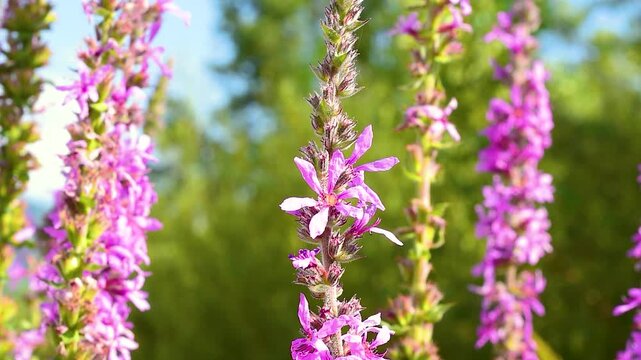 Close-up of purple loosestrife (Lythrum salicaria) with delicate magenta flowers arranged along vertical spikes in the Comino Valley amid the Italian Apennine Mountains of Lazio.