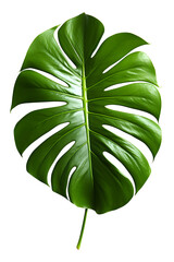 Tropical monstera leaf with bold green color and realistic veins, Isolated to Transparent Background
