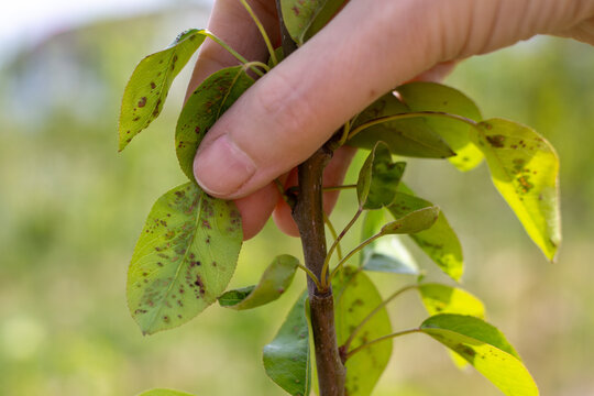 A gardener carefully examines a pear leaf in the garden for signs of spider mite infestation or disease