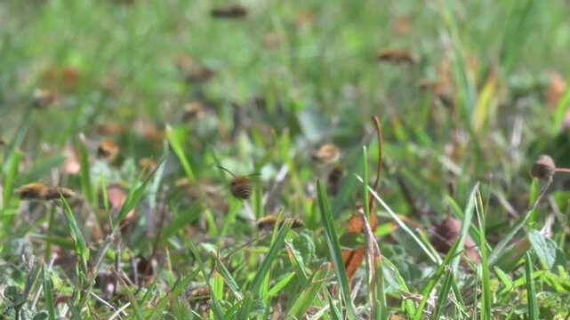 Ivy Mining Bees (Colletes hederae) flying close to the ground in large numbers in a churchyard after emerging in the first week of September. Kent, UK. [Half speed]