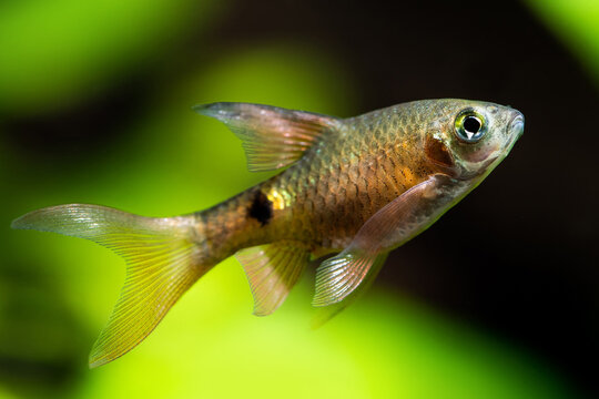 Close-up aquarium barb fish Pethia Conchonius on green black blurred background.