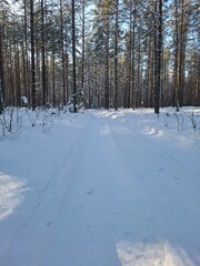 Obraz premium snow covered trees