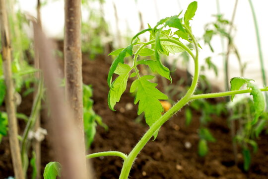 Tomato plant growing in a greenhouse during spring with support stakes and healthy leaves