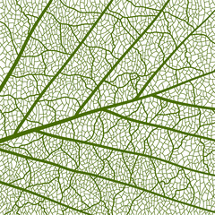 Obraz premium Green tree leaf veins texture pattern. Closeup leaf pattern background with veins and cells, showcasing intricate organic structure. Leaf veins pattern for nature backgrounds, botanical designs