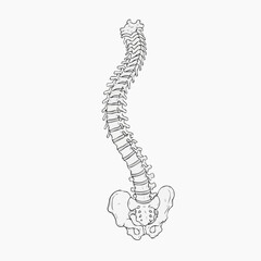 A detailed illustration of a human spine in a medical graphic design