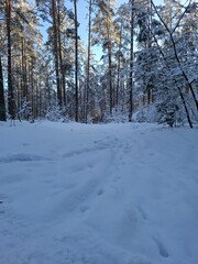 Fototapeta premium snow covered trees