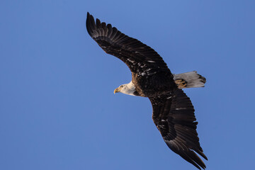 american bald eagle