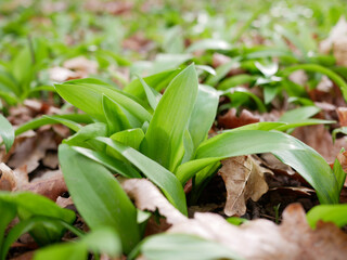 Obraz premium Fresh wild garlic leaves growing in forest soil among dry leaves. Natural spring herb, organic food, foraging and healthy green plant background