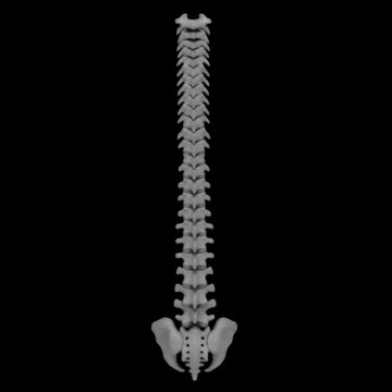 Detailed anatomical view of the human spine