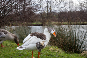 Obraz premium canada goose and geese