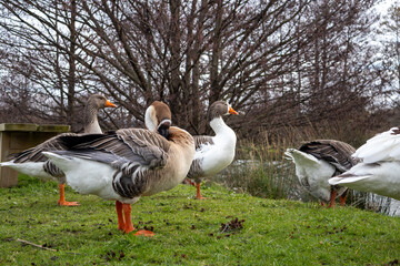 Obraz premium canada goose and geese